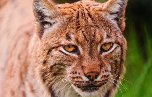 Picture cat, look, face, close-up, portrait, red, beauty, lynx