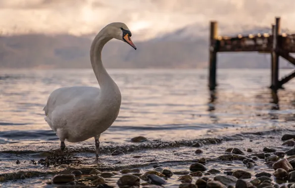 Bird, Norway, Swan, the fjord
