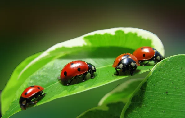 Leaves, insects, plant, ladybug, Quartet, four