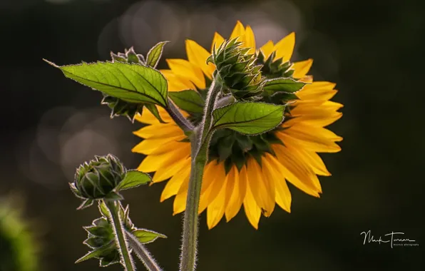 Summer, nature, sunflower