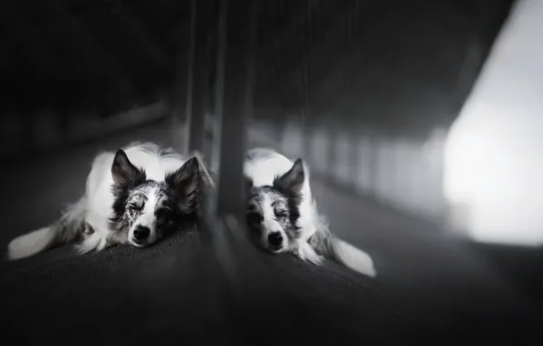 Each, dog, mirror