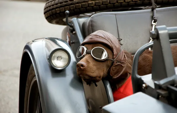 Picture dog, glasses, motorcycle, a carriage