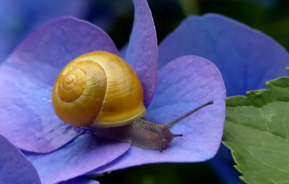 LEAF, SINK, SNAIL, HORNS, PETAL