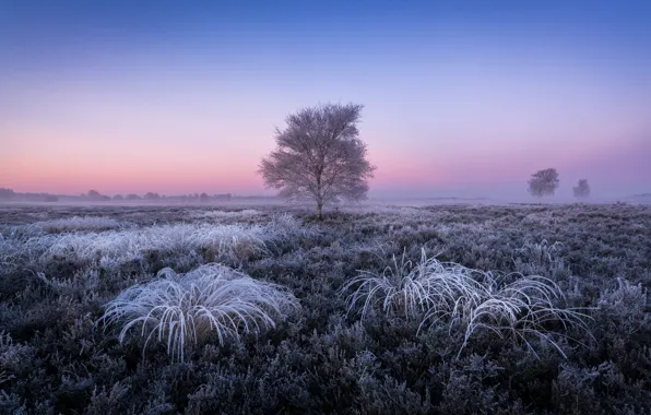 Winter, frost, sunset, birch