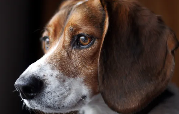 Picture beagle, canine, tri-colour