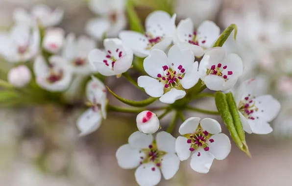 Leaves, flowers, nature, pear, white petals