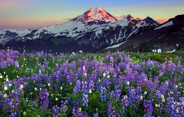 Landscape, flowers, mountains, nature