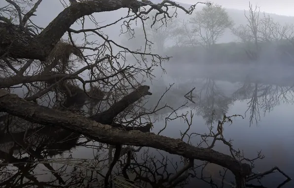 Picture trees, fog, lake, driftwood