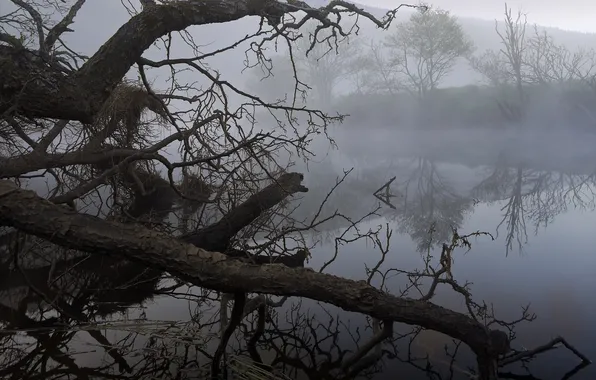 Trees, fog, lake, driftwood