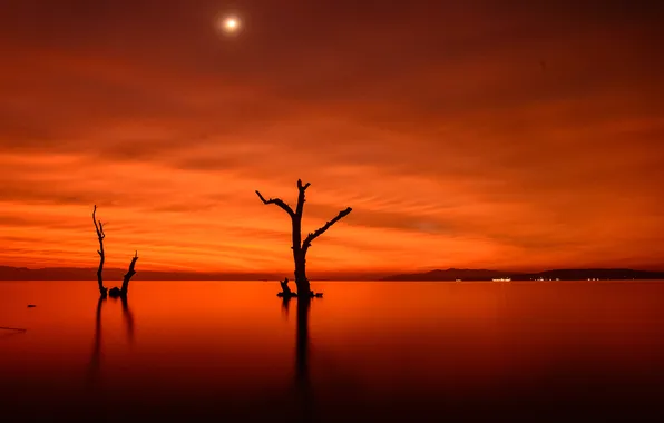 Picture trees, night, lights, lake, The moon