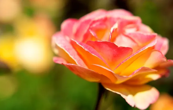 Picture flower, macro, rose, color, petals, brightness