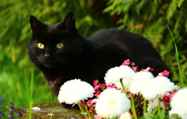 Cat, look, flowers, black cat
