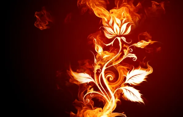 Picture flower, fire, different