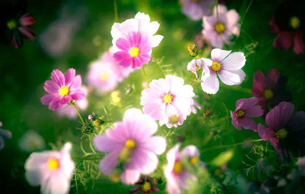 Flowers, petals, pink, white