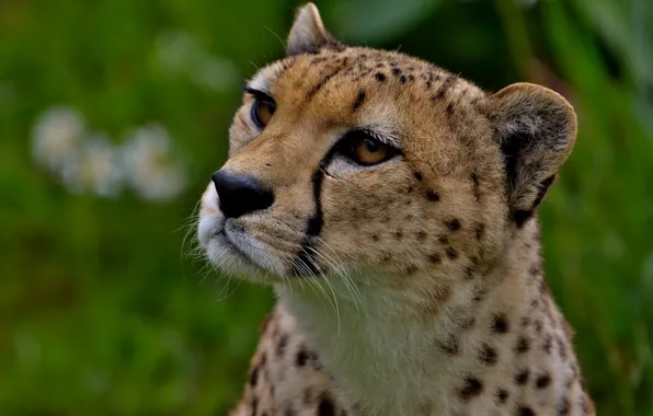 Picture look, face, portrait, Cheetah, green background, bokeh
