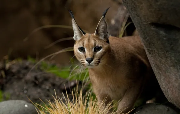 Picture nature, blurred background, Caracal