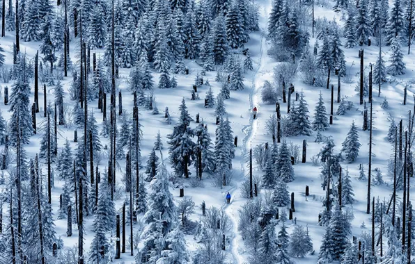 Forest, snow, people