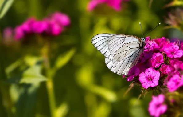 Picture white, macro, flowers, nature, green, background, butterfly, insect
