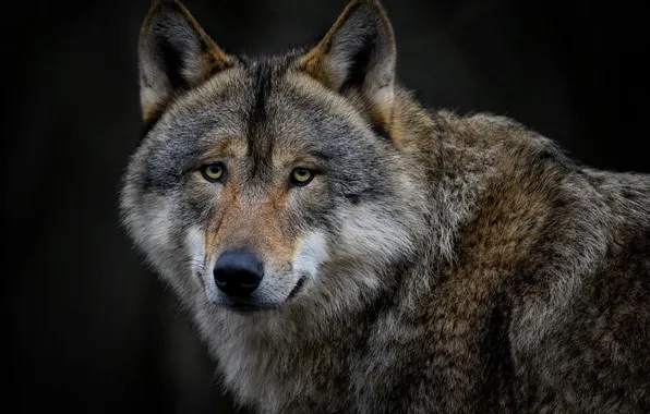 Picture nature, snow, predator, face, animal, wolf, wildlife, portrait