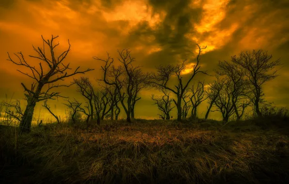 Autumn, trees, night