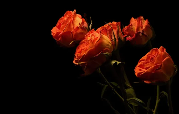 Flowers, orange, roses, bouquet, stem, black background, buds, fire