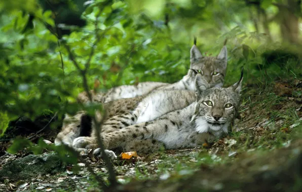 Picture forest, look, pair, lynx