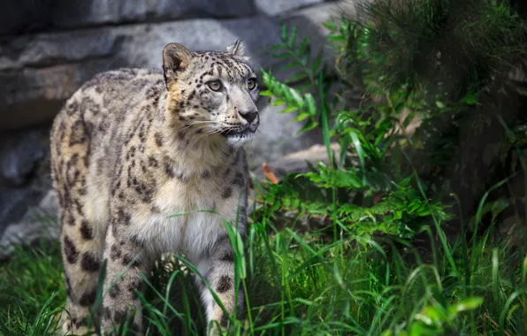 Greens, grass, look, stones, IRBIS, snow leopard, walk, the bushes