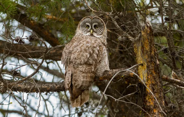 Wallpaper forest, bird, owl