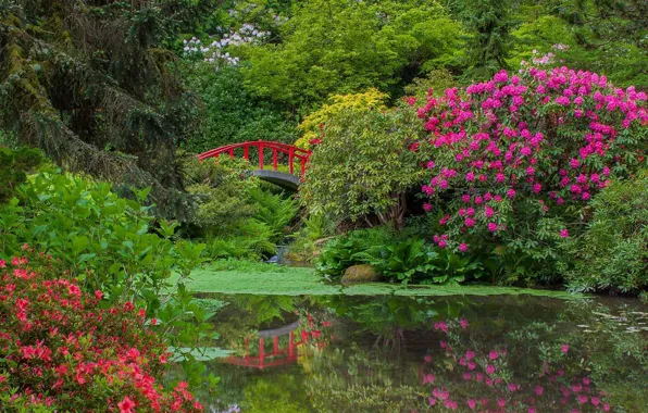 Flowers, pond, Seattle, USA, the bridge, Garden Kubota