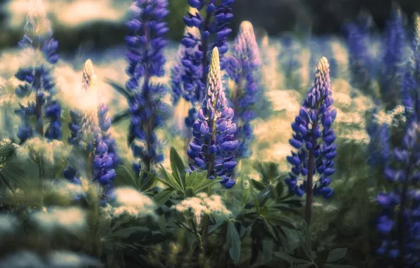 Summer, light, flowers, Bush, blur, blur, lilac, bokeh
