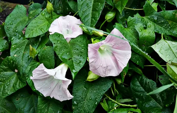 Greens, leaves, tenderness, buds, pink flowers, raindrops, yunki