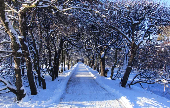 Trees, park, winter, snow, alley