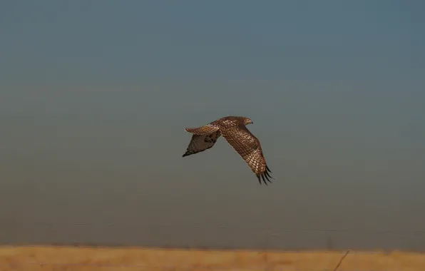 Field, flight, wings, storm, horizon, hawk