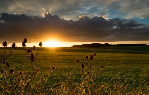 Picture field, landscape, sunset