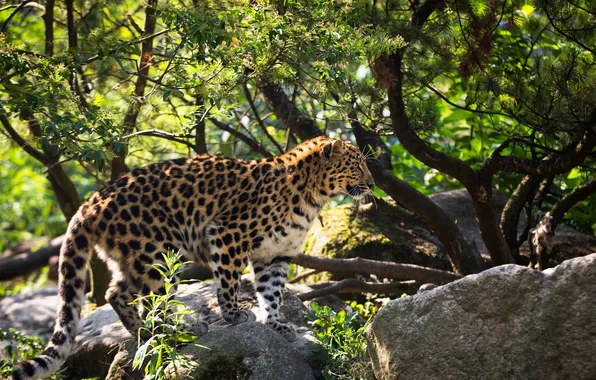 Pose, predator, spot, profile, fur, wild cat, the Amur leopard
