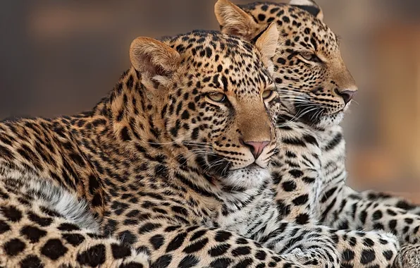 A couple, Duo, leopards