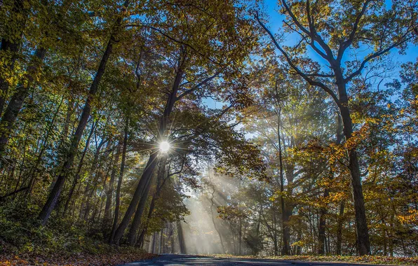Road, forest, rays, trees