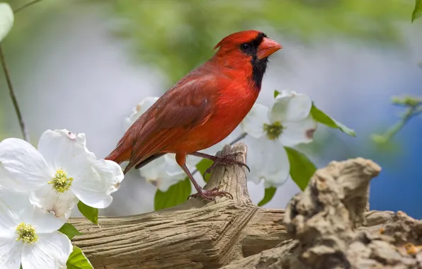 Picture flowers, bird, branch, spring, red, tail, cardinal