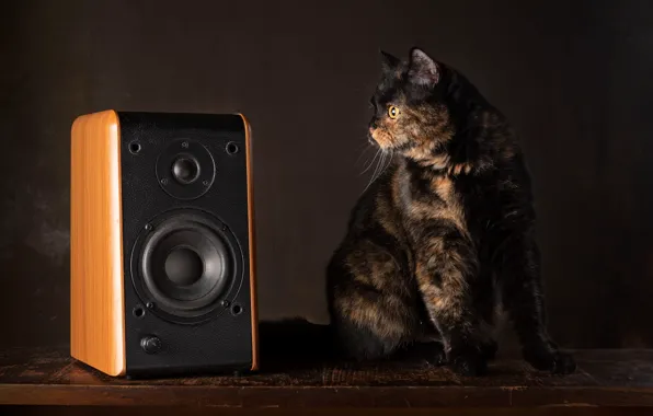 Picture cat, look, pose, music, the dark background, table, muzzle, speakers