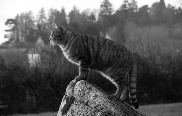 Picture cat, cat, stone, Koshak, observation