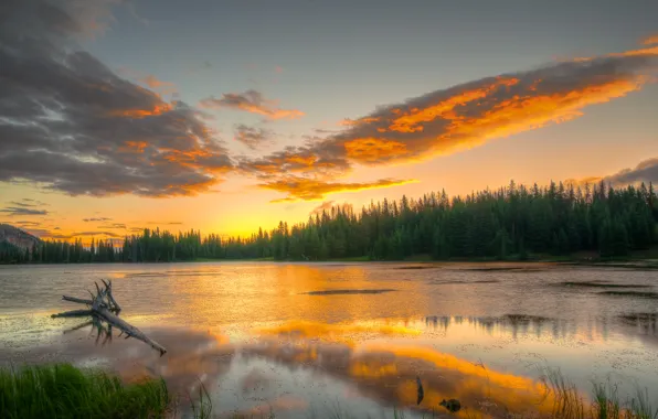 Forest, the sky, water, clouds, light, trees, reflection