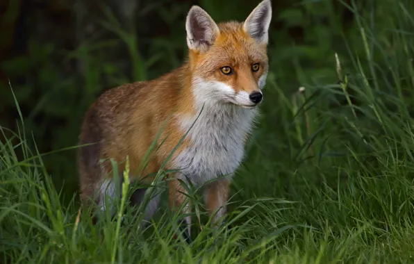 Picture look, grass, Fox, nature