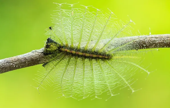 Macro, caterpillar, background, insect