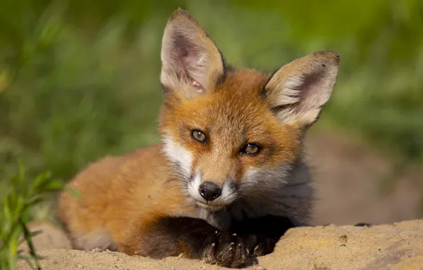 Picture nature, animal, cub, Fox