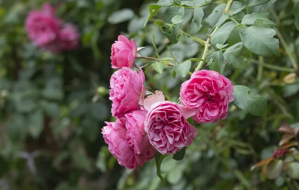 Leaves, flowers, branches, rose, roses, garden, pink, rose Bush