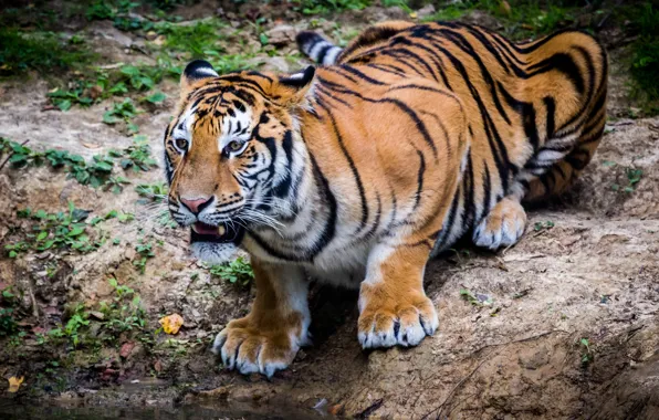 Picture cat, look, predator, Siberian tiger