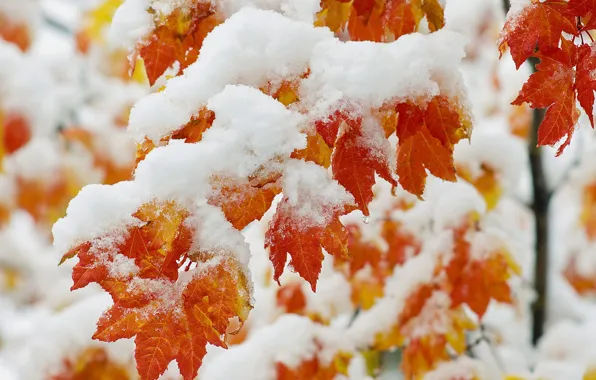 Frost, leaves, snow, tree, maple