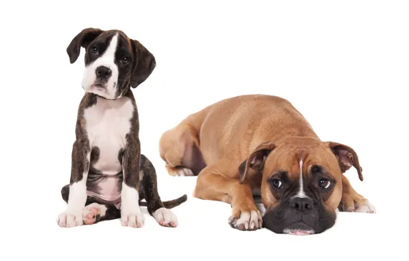Picture dogs, puppy, white background, friends, boxer