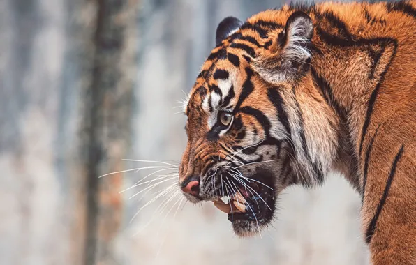 Face, tiger, background, portrait, grin