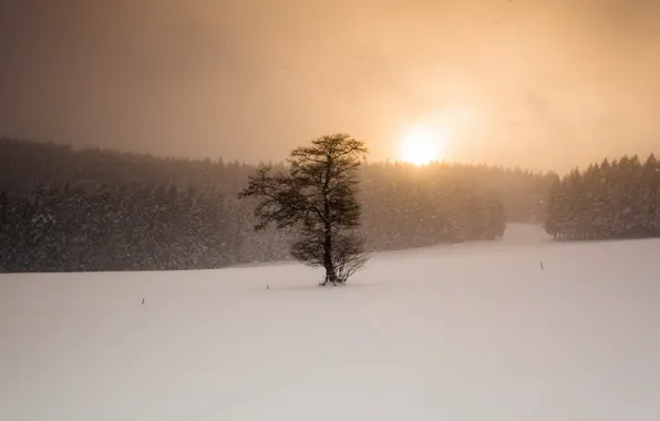 Winter, field, snow, sunset, tree, Blizzard